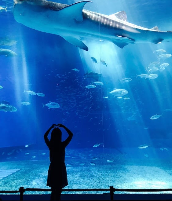 L’Aquarium La Rochelle